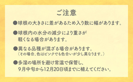 フリージア 球根 （ 黄色 ） 500g C076-001-01 花 お花 植物 綺麗 キレイ きれい 知名町役場農林課 ふるさと納税 鹿児島 知名町 おすすめ ランキング プレゼント