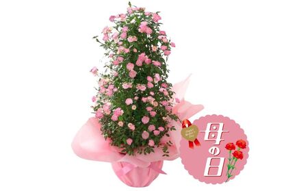 【先行予約】 母の日に！ つるバラ 舞姫 タワー仕立て ピンク 2026年5月から順次発送 オンライン決済限定 花 花