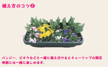  チューリップ 球根セット 40球入 | ガーデニング 庭 園芸 新潟県 五泉市 新潟県花卉球根農業協同組合 ( 2025年9月中旬より順次発送 )