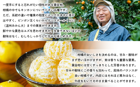 無茶々園の黄金柑　３kg