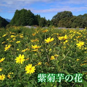 粉末 紫菊芋 はと麦茶 ／ Total Beauty 春 お茶 国産 パウダー ホット アイス 奈良県 宇陀市