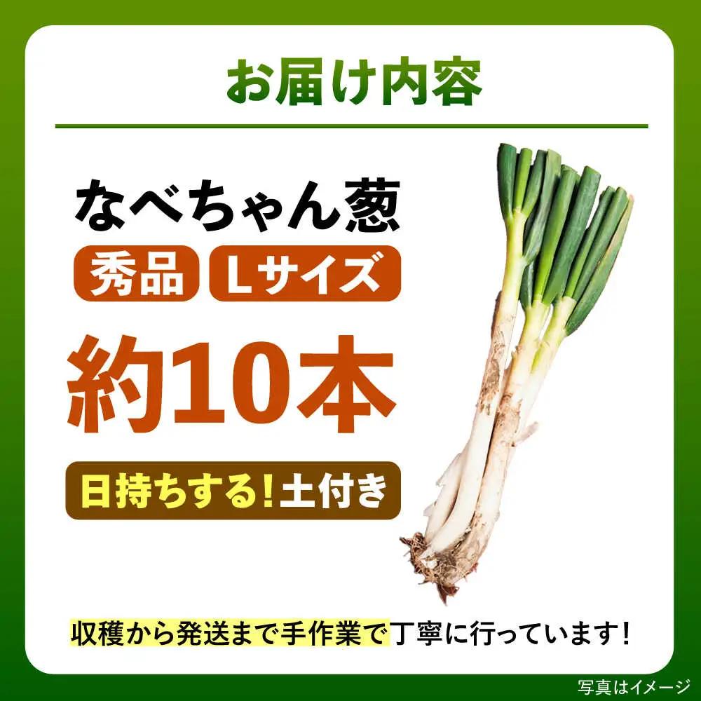 ねぎ【2026年11月発送開始】なべちゃん葱(土付き) Lサイズ2.5kg 約10本[AICO004]