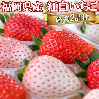 【ふるさと納税】いちご いただきいちご園 厳選 2品種 色鮮やかなめでたい 紅白いちご ボリューム セット 食べ比べ 果物 デザート　お届け：2026年1月1日～5月31日まで