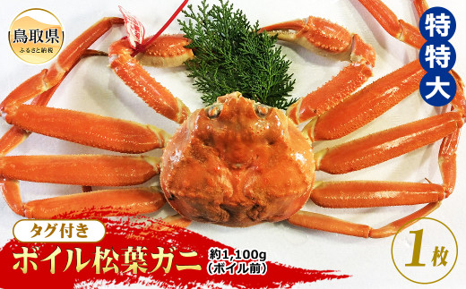 【魚倉】タグ付きボイル松葉ガニ　特特大　約1,100g（ボイル前）【期間限定】_T2600161 鳥取県 おすすめ ボイル かに がに ガニ 蟹 松葉ガニ