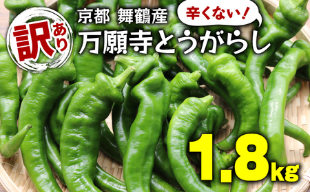 【5月中旬～11月下旬発送】 【訳あり】 万願寺 とうがらし 1.8kg ( 900g × 2箱 ) 辛くない 美味しい おいしい 肉厚 甘い 旬 採れたて 箱入り 伝統野菜 バーベキュー BBQ 野