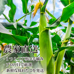 【 とうもろこし 】 甘々娘 4kg以上 Mサイズ 18本 サイズ混合 《 2026年6月発送 》 スイートコーン かんかん娘