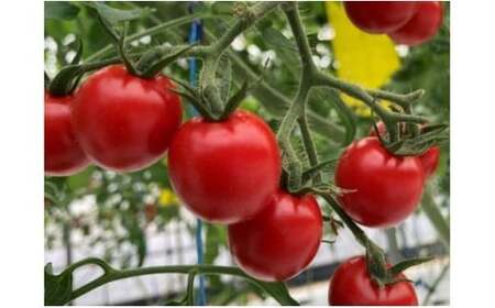 M013　フルーツミニトマト