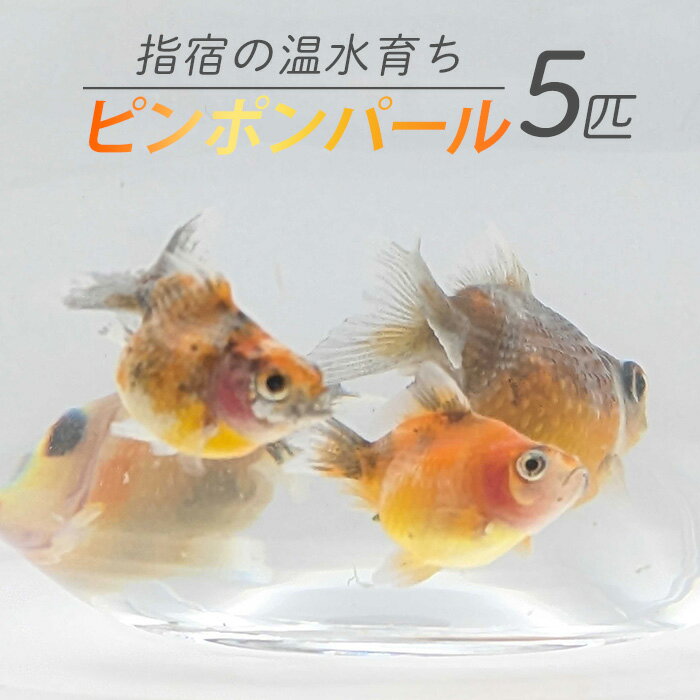 【ふるさと納税】【10営業日以内に発送】【温水育ち】ピンポンパール 5匹 ※北海道・沖縄・離島配送不可※ 金魚 生体 国産 飼育 ペット 生き物 魚 初心者 観賞魚 水槽 アクアリウム【otofarm】