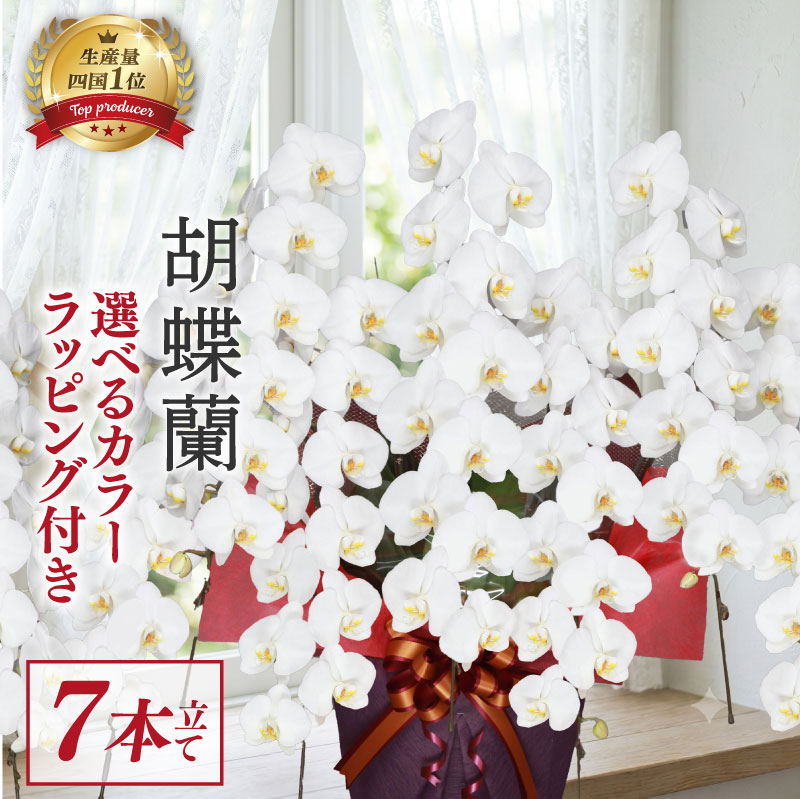 【ふるさと納税】 【指定日配送】 胡蝶蘭 7本立て 白 紅白 訳あり プレゼント 贈答 贈り物 お祝い 記念日 開業祝い 就任祝い お花 花 はな フラワー 花束 人気 ギフト 洋蘭 洋ラン 豪華 華やか フラワーアレンジメント インテリア 鑑賞 鉢 栽培 園芸 高知県 須崎市