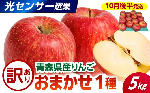 【2026年10月後半発送】 【訳あり】 りんご 約5kg 品種おまかせ1種 ≪光センサー選果保証≫  青森県産