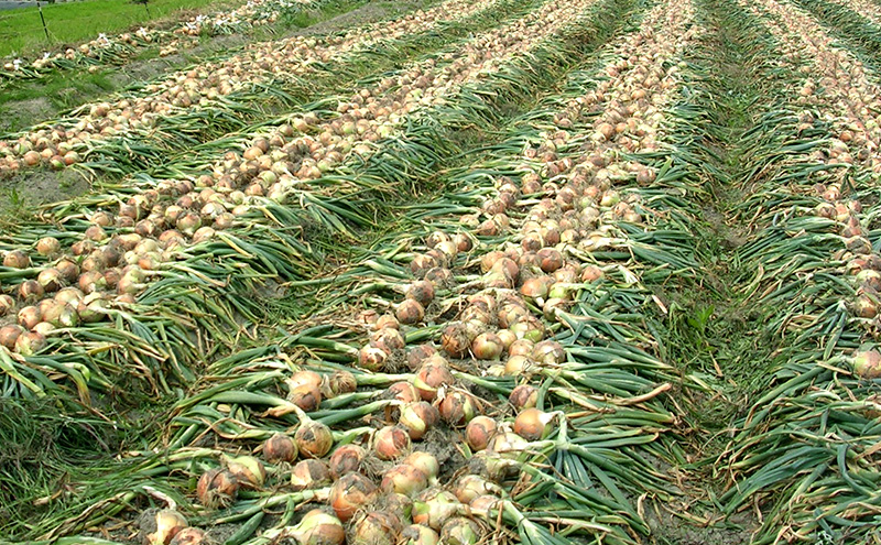 ふれあい市の会 つり玉ねぎ 5kg 淡路島 玉ねぎ タマネギ 兵庫県 洲本市 淡路島