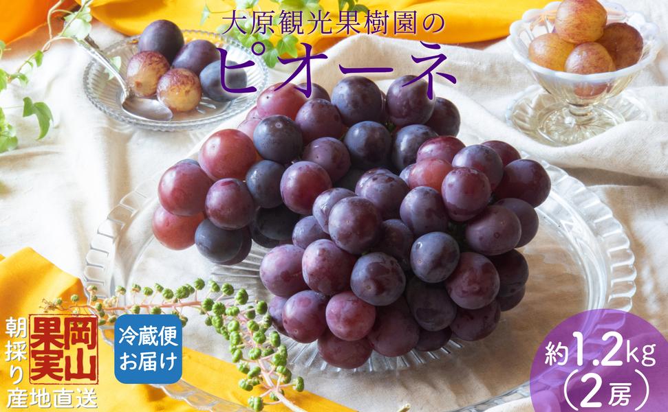 【2025年先行予約】［大原観光果樹園］ピオーネ 2房（約1.2kg）【026-a012】