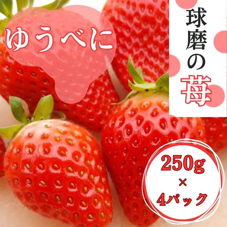 【ふるさと納税】熊本県JAくま産 球磨の苺 250g×4パック(ゆうべに) 【先行受付】【2027年1月中旬～2月中旬迄発送予定】