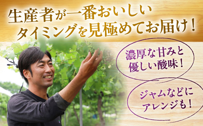 【先行予約】【9月上旬から9月下旬に順次発送】 ぶどう ベリーA 2kg（4～6房）赤秀 ぶどう 葡萄 フルーツ 果物 くだもの ぶどう 三次市/芝床農園 [APCK005]
