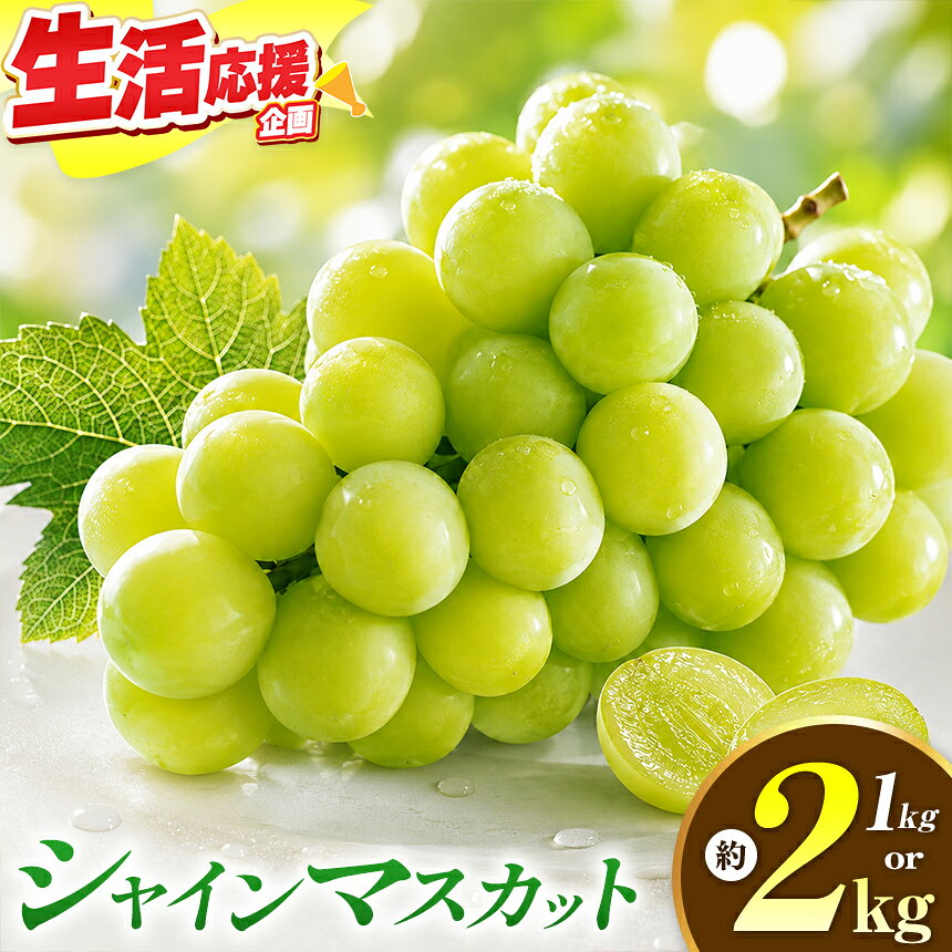 【ふるさと納税】【選べる】シャインマスカット 約1kg 2房 約2kg 3〜4房 ［おぶせファーマーズ］ 先行予約 果物 フルーツ 産地直送 種無しぶどう 種なしブドウ 葡萄 数量限定 長野 信州 令和8年産 【2026年9月上旬〜11月上旬発送】