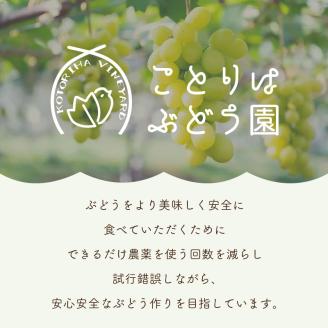 泉州ぶどう 黒耀とサニードルチェのセット【065D-014】