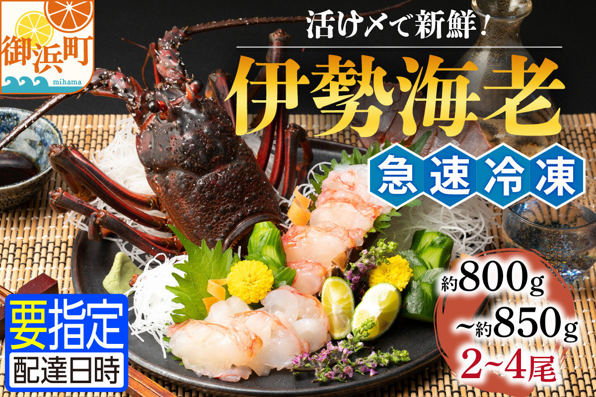 
            熊野灘産活〆急速冷凍伊勢海老　梅 2～4尾 約800～850g 魚介 伊勢海老 伊勢えび 海老 えび 三重県 御浜町 冷凍
          