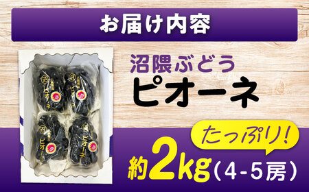 期間限定/8月下旬～9月上旬頃発送 沼隈ぶどう「ピオーネ」 約2kg 4～5房（種なし） 広島県福山市/福山市農業協同組合　沼隈グリーンセンター ぶどう ブドウ 葡萄 種なし 大粒 ピオーネ [BAE