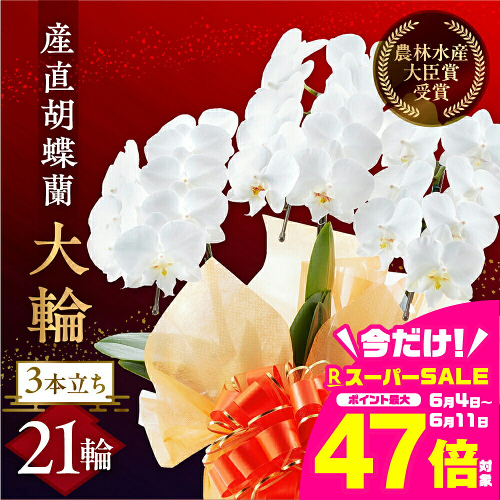 【ふるさと納税】産直 胡蝶蘭 白 3本立ち 21輪 大輪 胡蝶蘭 豊橋市 花 鉢 贈答 ギフト お祝い ミディ 幸福 自宅用 装飾 選べる ラッピング 贈り物 フラワー 発表会 祝い 記念 退職 還暦 開店 19000円 1万9千円