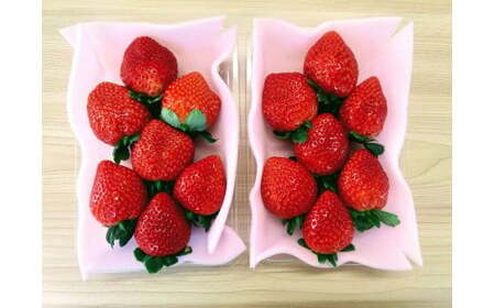 いちご とちあいか 平積み 約290g×2パック | 新品種完熟 果物 苺 イチゴ フルーツ くだもの もぎたて 栃木県 壬生町 ※2026年11月～発送