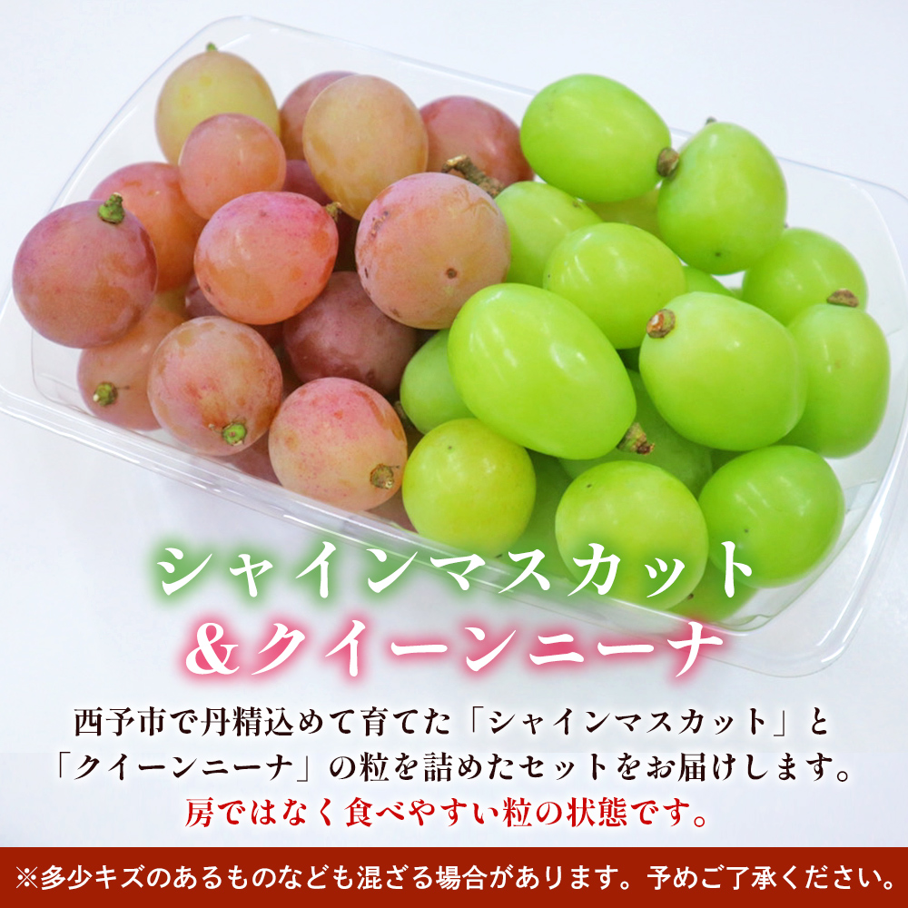 ＜西予の美味しいぶどうセレクトセット／2色のつぶつぶぶどう500g×2p＞ 果物 くだもの フルーツ 葡萄 ブドウ セット 食べ比べ 野菜ソムリエ 食べて応援 特産品 産地直送 西予ぶどう倶楽部 愛媛