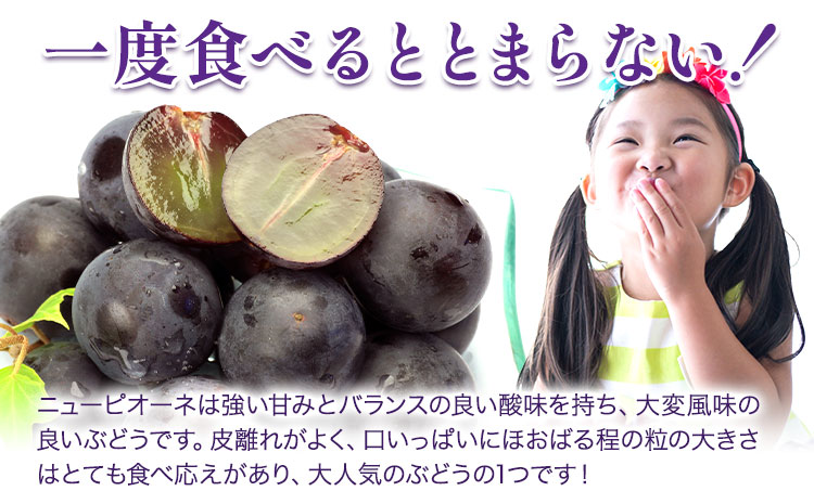【2025年先行予約】ニューピオーネ 1房480ｇ以上 約1kg 2房 化粧箱入り 株式会社山博(中本青果)《2025年8月下旬-10月上旬頃出荷》岡山県 浅口市 ぶどう フルーツ ギフト 贈答用 旬