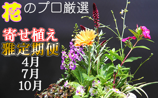 
2024年にお届け！ 定期便 東北最大級のガーデニング専門店 厳選 『季節の寄せ植え』 【雅】 ３回お届け ／ 花 寄せ植え 季節 鉢植え 【花工房らら倶楽部】
