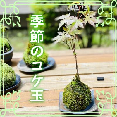 ふるさと納税 ひたちなか市 【先行受付・5月以降順次発送】季節の手作りコケ玉　インテリアやプレゼントにもピッタリ