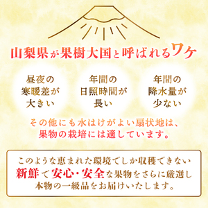 【2025年先行予約】【3回定期便】厳選 旬のフルーツ定期便（桃3玉・黒ぶどう1房・シャインマスカット1房）　もも 黑ブドウ シャイン マスカット ぶどう 果物 おひとりさま 贅沢 ミニマム 定期便3