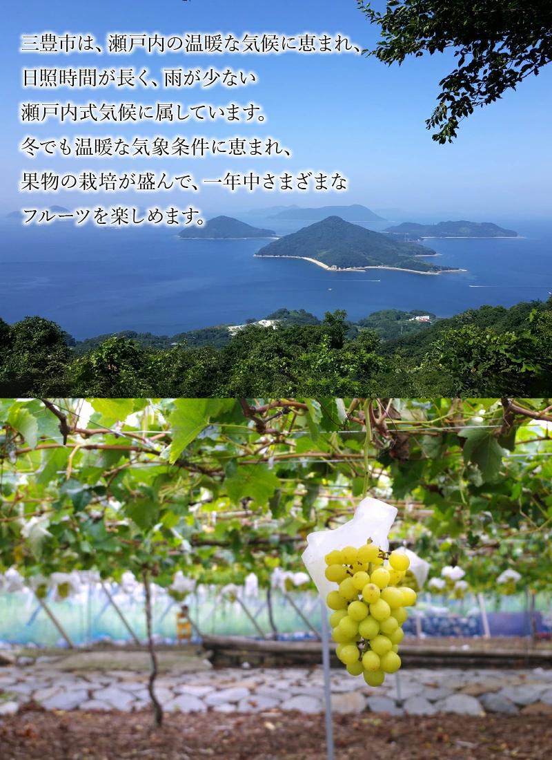 【ふるさと納税】【先行予約】【配送不可地域：北海道・沖縄県・離島】シャインマスカット5kg (6〜7房）【700g以上】【糖度17度以上】 シャインマスカット 大粒 贈答用 ギフト お取り寄せ 国産 