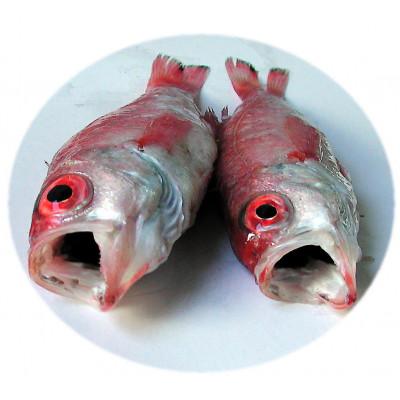 ふるさと納税 小浜市 脂ののりで断トツの高級魚ノドグロ・拘りの塩をかるくして姿のまま焼き上げました。ホクホクのジューシーさ |  | 03