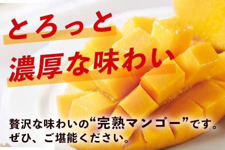 【先行予約】石垣島産 《樹齢30年》マンゴー (アーウィン種) 約2kg(5～6玉) 《6月中旬頃より順次発送》【産地直送 沖縄 石垣 フルーツ マンゴー】TP-2