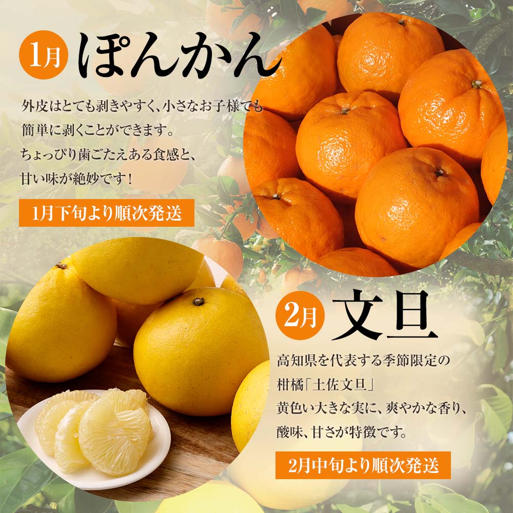 先行予約 訳あり オレンジ園の柑橘3種（ぽんかん・文旦・小夏）各10kg 3回定期便 ポンカン ぶんたん こなつ 果物 蜜柑 みかん ミカン 柑橘 フルーツ デザート 国産 常温 配送【J00103】