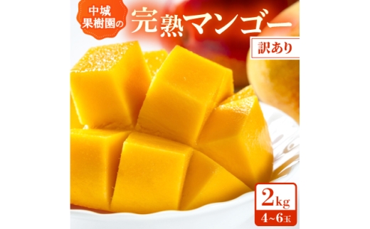 ＜2026年7月から順次発送・白箱＞中城果樹園の完熟アップルマンゴー 訳あり2.0kg(4～6玉)【1673145】