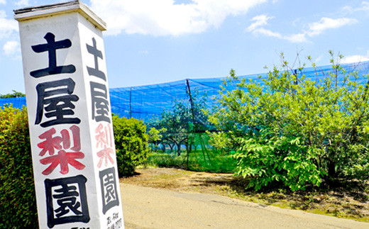 先行予約 新高 梨 5kg なし 新高 送料無料 取り寄せ おすすめ 人気 ナシ 限定  国産 期間 秋 季節 フルーツ 果物 くだもの 旬 千葉県 特選 ギフト 糖度 和梨 八街 土屋梨園