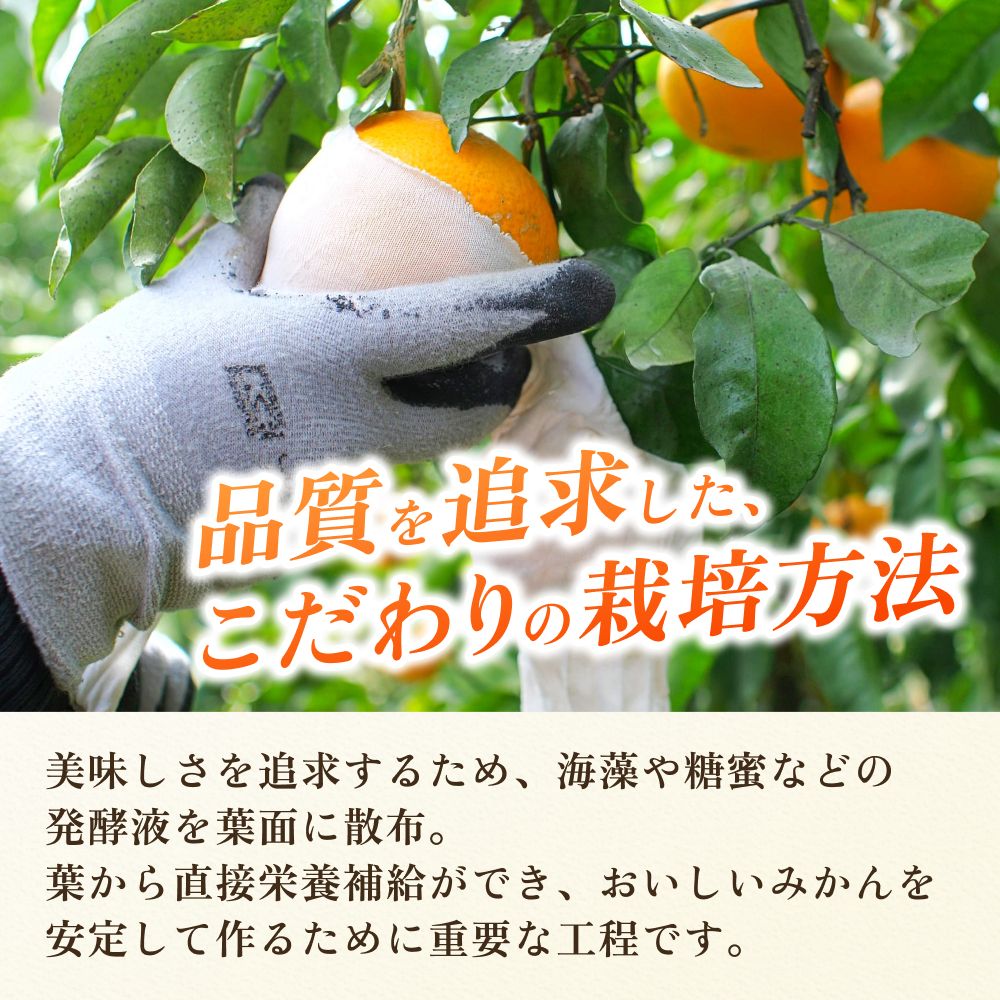 頑固オヤジの 有田 みかん 小玉 5kg / 温州みかん 有田みかん 甘い 小粒 ちっちゃい 家庭用 訳あり 和歌山 柑橘 ※11月中旬～翌年1月下旬頃に順次発送予定 【krf004-s-5B】