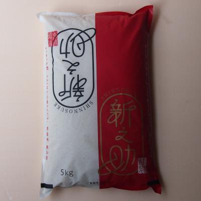 ふるさと納税 糸魚川市 【毎月定期便】新潟県産 新之助 5kg全9回