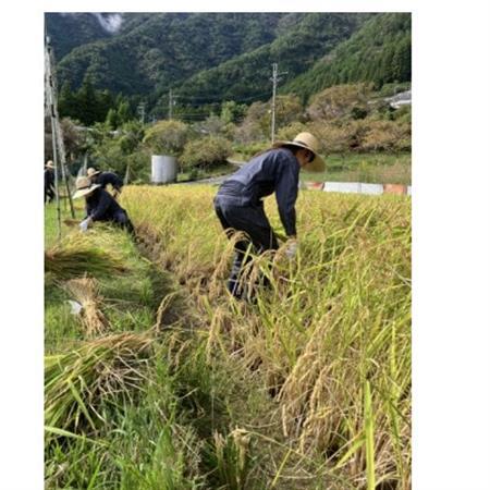 ノンアルコール　甘酒【配送不可地域：離島】【1730769】