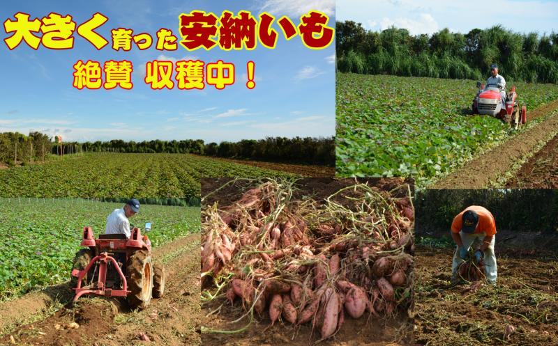 収穫中の風景です！安納いもは糖度を増すために、畑で収穫してから約４０日、熟成させてから出荷いたします。