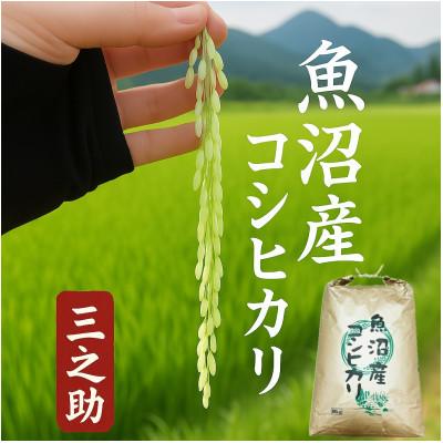 ふるさと納税 魚沼市 【令和8年産 新米 先行受付】三之助 特別栽培米 魚沼産コシヒカリ(精米) 10kg