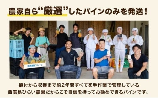 2026年 先行予約 スナックパイン 約2kg 3玉 西表島ひらい農園 パイナップル 果物 フルーツ パイン 約2kg 3玉