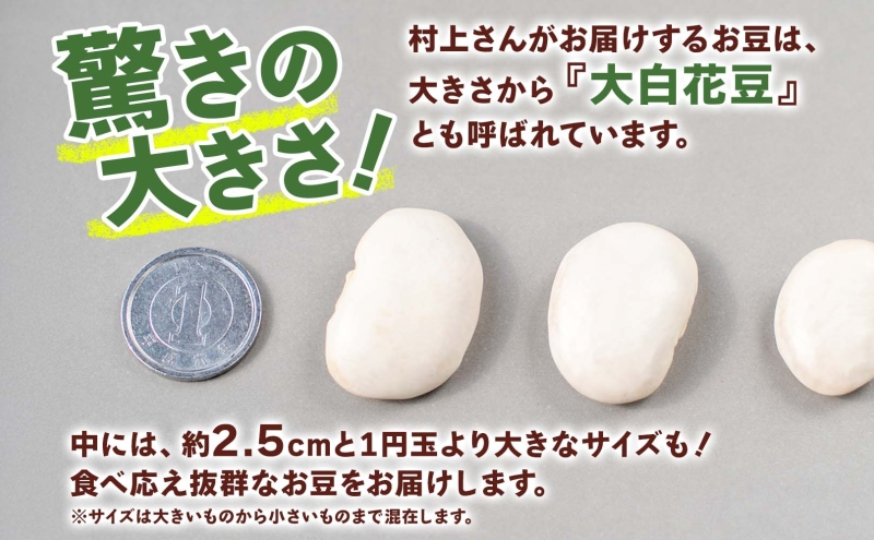 洞爺湖町産 白花豆 約1kg 2025年11月上旬から順次出荷 北海道産 高級 菜豆 ベニバナインゲン 花豆 豆 マメ まめ 大粒 大白花豆 国産 煮豆 スープ 調理 アレンジ お取り寄せ 北海道 洞