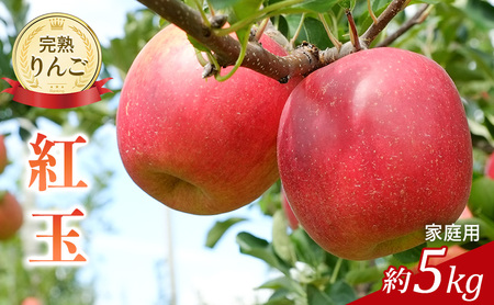 先行予約 りんご 紅玉 約5kg 家庭用 2025年 令和7年発送 完熟りんご・外観は不揃いだけど美味しいよ 果物 くだもの フルーツ 林檎 リンゴ 旬の果物 旬のフルーツ 信州 長野 長野県