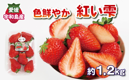 色鮮やか いちご 紅い雫 1.2kg ( 300g × 4パック ) 西田農園 甘い あまい 苺 イチゴ ストロベリー 旬 果物 朝食 ヨーグルト フルーツ デザート スイーツ スムージー ジャム おやつ 国産 愛媛 宇和島 F015-124002