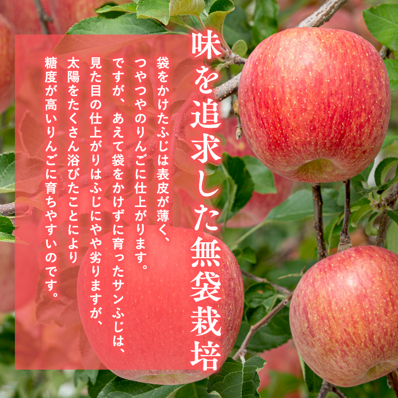 12月  サンふじりんご「特A」約5kg 糖度13度以上(14～20玉程度） 【森山商店・平川市・青森りんご・12月】