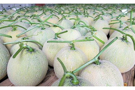 大玉「日原メロン（レッド種）」（2.0kg相当×2玉）カラー化粧箱入り