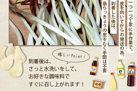 【2024年12月中旬から順次発送】島らっきょう（皮むき済み）300ｇ（100ｇ×3袋入り）KA-1