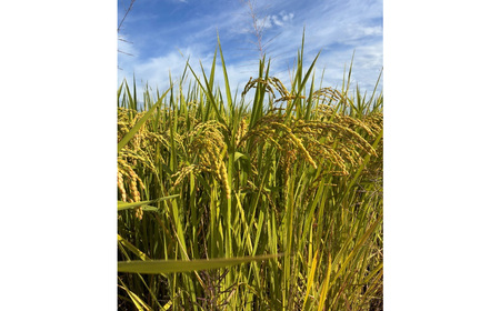 【3カ月連続定期便】埼玉県行田産にこまる（玄米）5kg×3回 ／ 定期購入 定期的 毎月届く 毎月配送 にこまる 玄米 5kg 特別栽培米 大粒 米 甘み 粘り 冷めても美味しい お弁当 おにぎり 毎