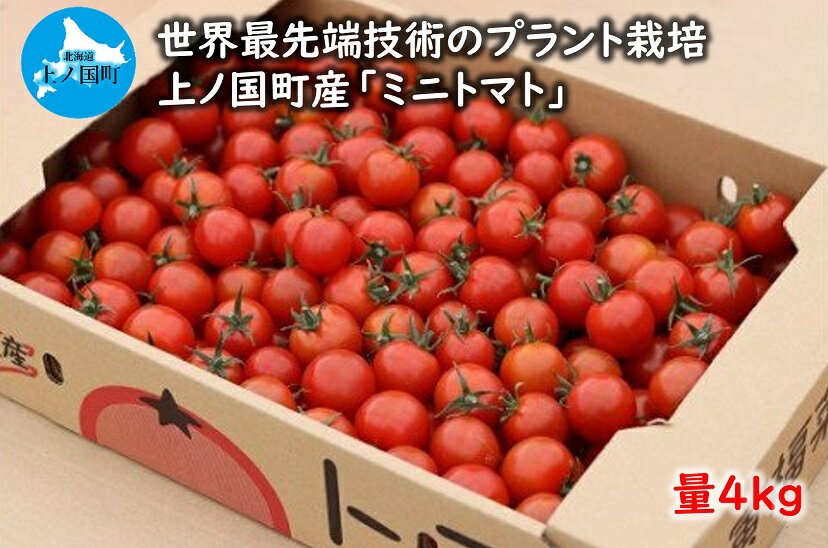 【ふるさと納税】北海道上ノ国町産 寅福菜園の「ミニトマト」　4kg　とまと　プラントハウス　産地直送　北海道産　完熟 リコピン 　野菜