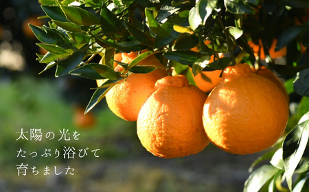 不知火（特選）8kg | 味采市場